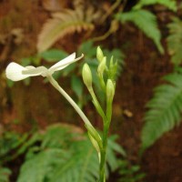 Pseuderanthemum latifolium (Vahl) B.Hansen